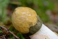 grote stinkzwam (Phallus impudicus) 9-2015 4029